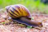 描写蜗牛的句子